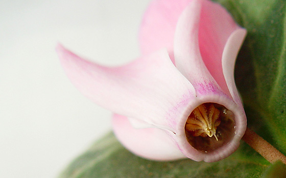 Centro de Cyclamen