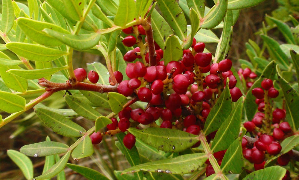 fruto pistacia lentiscus