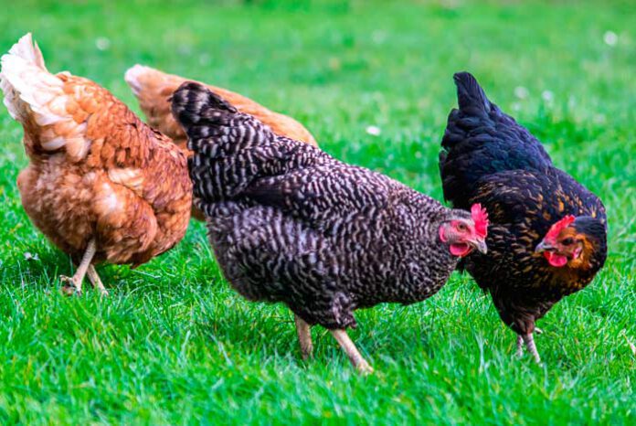 Gallinas en el jardín