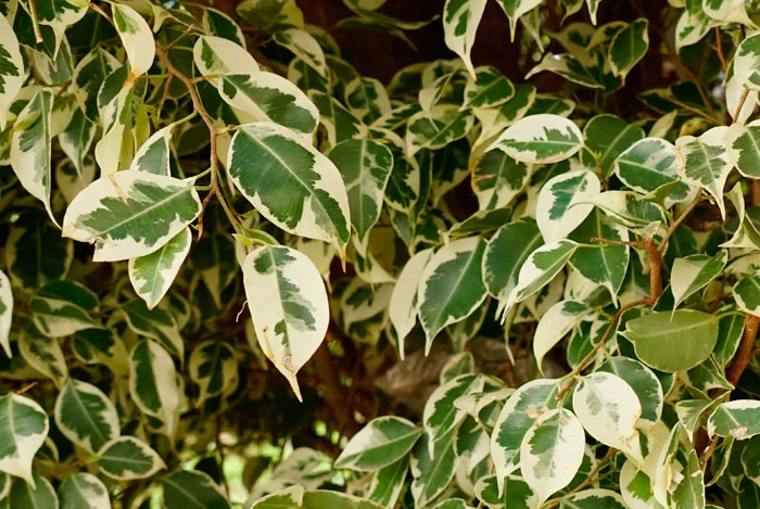 Hojas de Ficus venjamina variegata