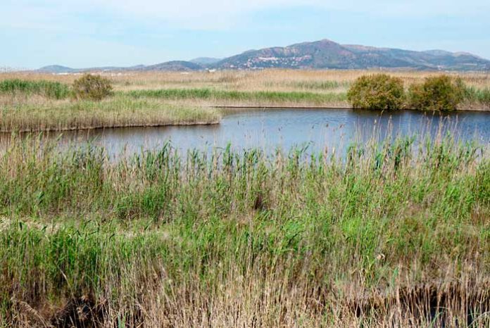 Humedal de la Albufera en Valencia