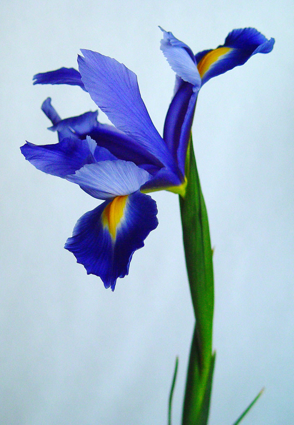 iris-azul-5