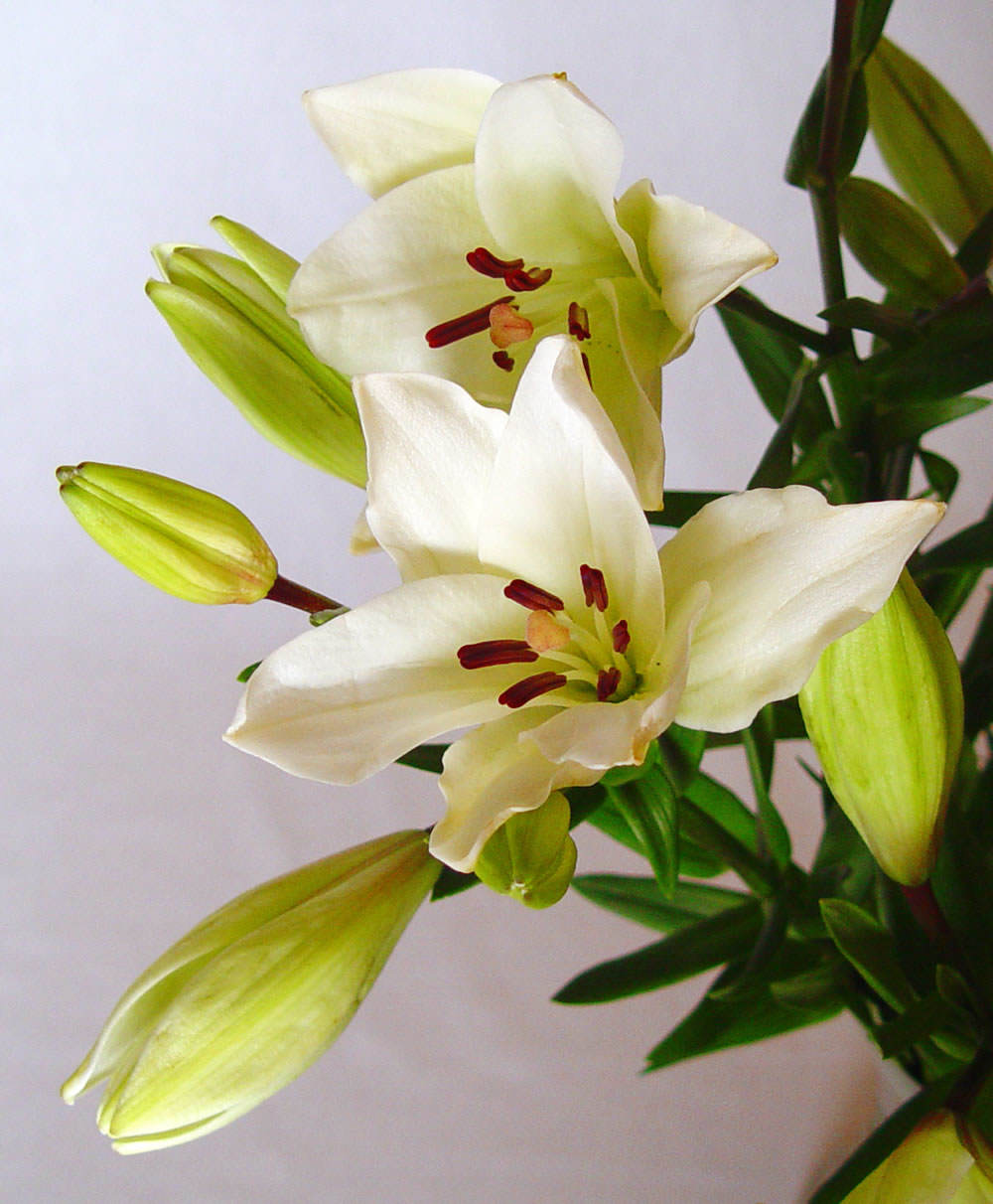 Lilium asiático blanco | Revista de Flores, Plantas, Jardinería, Paisajismo  y Medio ambiente
