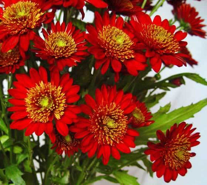 Margarita de color rojo | Revista de Flores, Plantas, Jardinería,  Paisajismo y Medio ambiente
