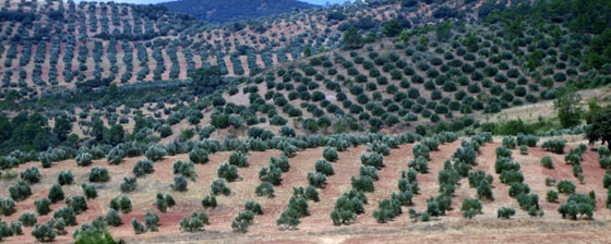 El olivar en España