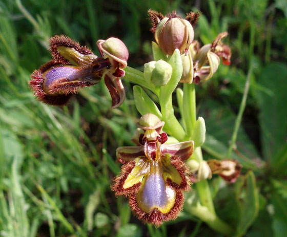 Orquídeas autóctonas españolas en Alcaraz | Revista de Flores, Plantas,  Jardinería, Paisajismo y Medio ambiente