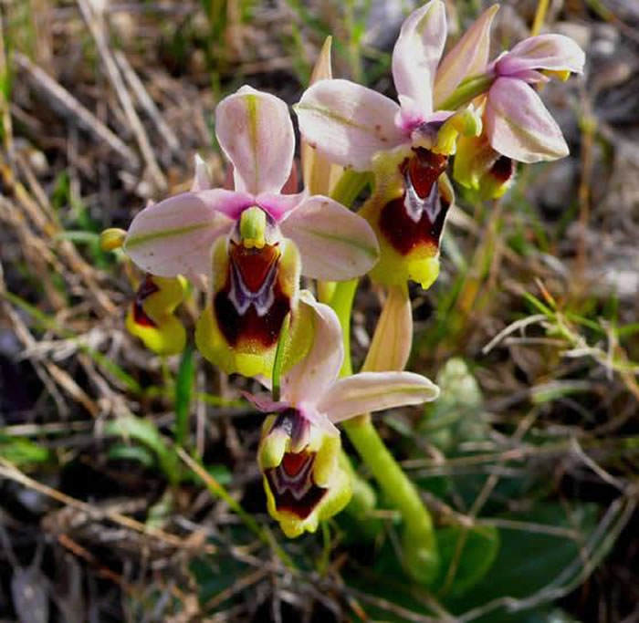 orquideas en valencia