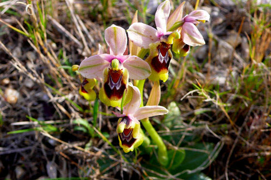 Flores de Orquídeas silvestres | Revista de Flores, Plantas, Jardinería,  Paisajismo y Medio ambiente