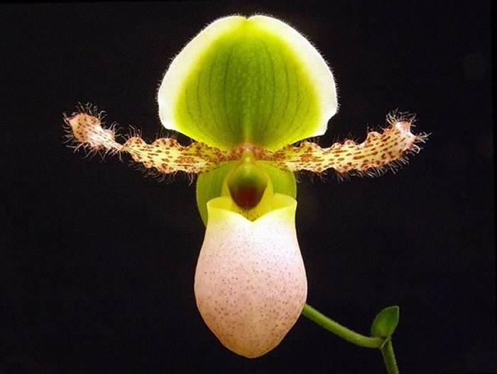 Paphiopedilum pinocchio