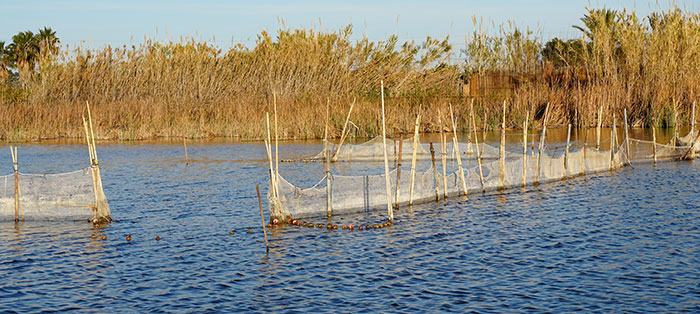 Pesca de anguilas en el humedal de la Albufera en Valencia