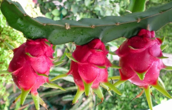 Pitahaya Fruta Del Dragón Revista De Flores Plantas Jardinería