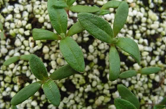 Plántulas de Cistus albidus