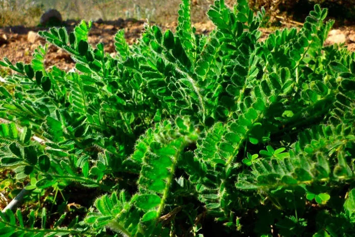 Planta de Astragalus nitidiflorus o Garbancillo Tallante