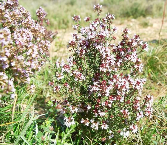 Thymus vulgaris en el jardín