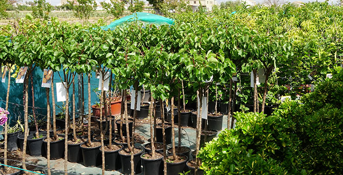 Details 48 plantar árboles frutales