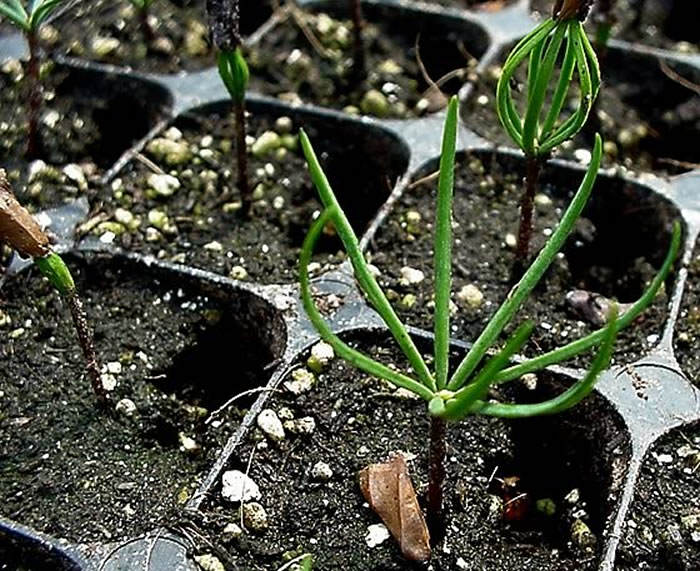 plantas de abies pinsapo