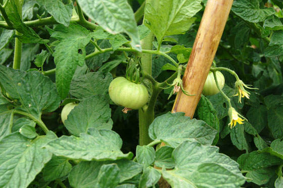 Plantas de tomate