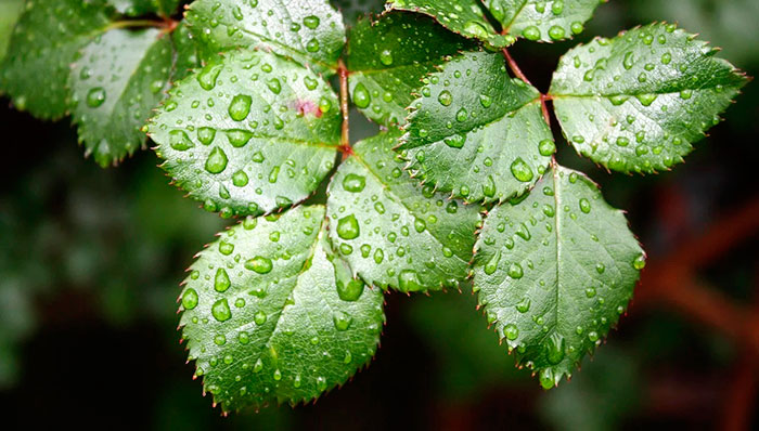 Tratamientos con pulverización en rosal