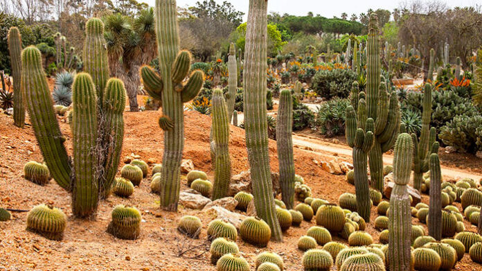 La Xerojardinería Revista De Flores Plantas Jardinería Paisajismo